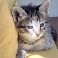 بچه گربه