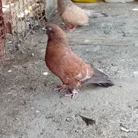 کله ی نر قدیمی اصیل