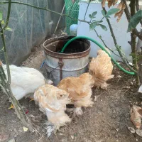 مرغ خروس برهما طلایی