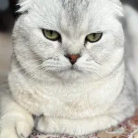گربه اسکاتیش فولد سیلور