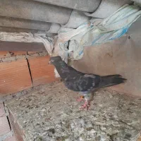 کبوتر غریب گیری ماده چهارده دم شماره دار