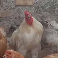 تخم مرغ محلی. برهما