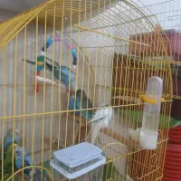 فروش ۴ جفت مرغ عشق