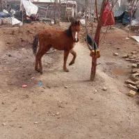 کره اسب مادیون سه ماه