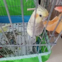 عروس هلندی|پرنده|تهران, اسکندری|دیوار