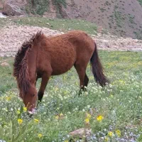 کره اسب ۱۸ ماه مبلغ ۲۰میلیون تومان