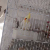 جفت عروس هلندی|پرنده|ایرانشهر, |دیوار