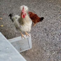 مرغ خروس