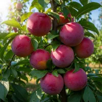 فروش نهال آلو بخارا ضمانت دار و پیوندی