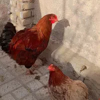 مرغ نژاد دار فروشی