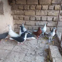 کبوتر رنگی|پرنده|قزوین, |دیوار