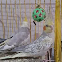 دو عدد عروس هلندی سرحال