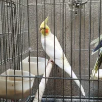 عروس هلندی مولد