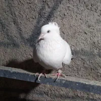 کفتر سفید ماده|پرنده|تهران, مشیریه|دیوار