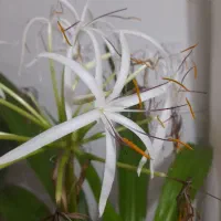 گل سوسن عنکبوتی|گل و گیاه طبیعی|شهرکرد, |دیوار