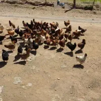 ۵۰ عددمرغ گلپایگانی نژاد دار تخم گزار