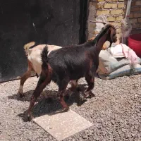 بز  چاق و چله
