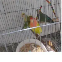 مرغ عشق و طوطی برزیلی
