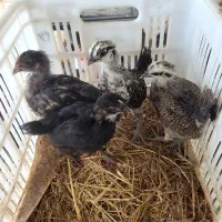 جوجه مرغ محلی /گلپایگان کرچ شو