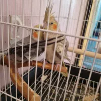 جفت عروس هلندی نره سخنگو