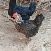 مرغ خروس اردک غاز