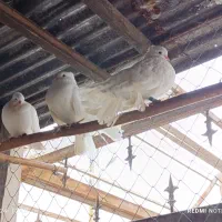 کبوتر دم چتری گردن لرزون