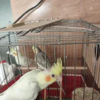 جوجه عروس هلندی