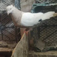 کفتر