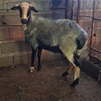 گوسفند ابستن اس جوان