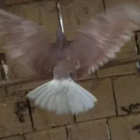 کفتر پرشی قرمز|پرنده|گلستان (تهران), |دیوار