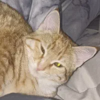 واگذاری گربه فوری