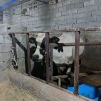 گاووگوساله سمینتال اصیل