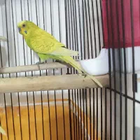 مرغ عشق انگیلیسی نر|پرنده|ساری, |دیوار