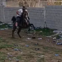 خرید و فروش اسب