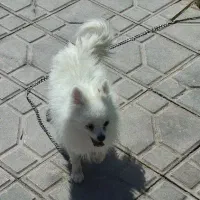 پامر یک ساله معاوضه با کفتر ملقی