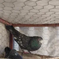 دو جفت کبوتر سرور و سبز پرشی
