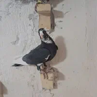 دو عدد نر پلنگ پریده به ضمانت گردن کلفت