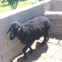 گوسفند نر  افشار
