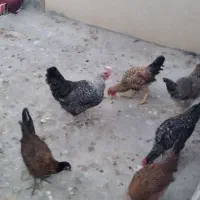 مرغ و خروس