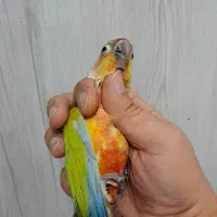 دو جفت گربنچیک مولد|پرنده|تهران, بهارستان|دیوار