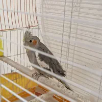 عروس هلندی|پرنده|کیاشهر, |دیوار