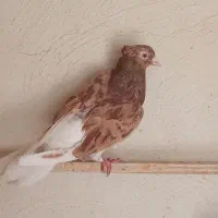 سرور خال عتیقه