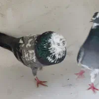 کبوتر|پرنده|رشت, انصاری|دیوار