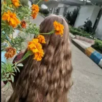 خریدار  اصلی مو در کل استان