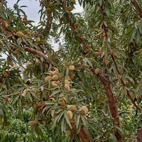 باغ هلو و بادام پر بار عمان سامان
