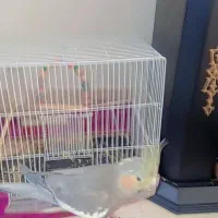 عروس هلندی سخنگو دستی|پرنده|زبرخان, |دیوار