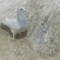2جفت کفتر حرفه ای تخم جوجه به ضمانت رگ دار