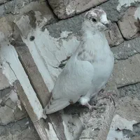 کبوتر فردشی|پرنده|چهاردانگه (تهران), |دیوار