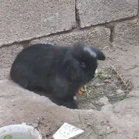 فروش یا معاوضه خرگوش لوپ