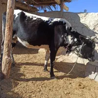 گاو ابستن|حیوانات مزرعه|مهرستان, |دیوار